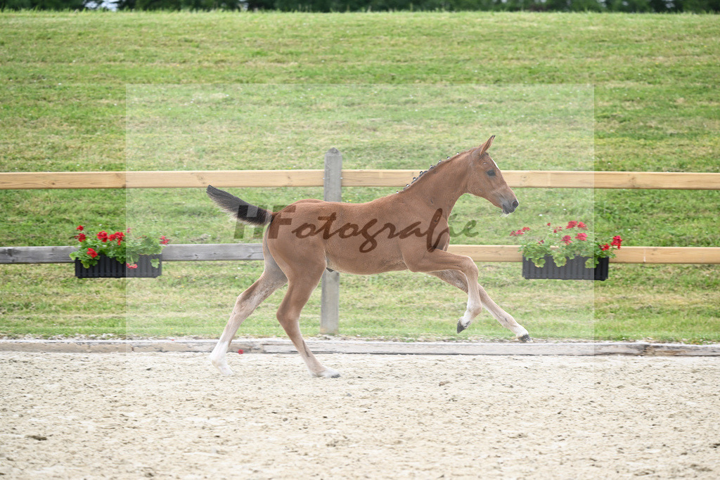 Kat-Nr. 4 SF Eldorado van de Zeshoek_Fischer_17230251 | hf-fotografie - Realizzato con Pictrs.com