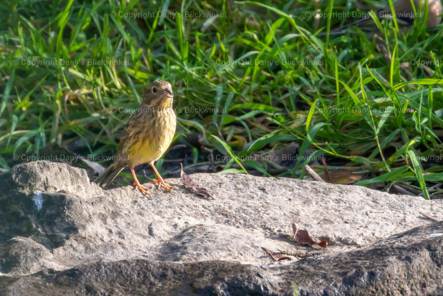 201776 | Tierfotografie, Tierkalender, Tierbilder, Insekten, Spinnen, Vögel, Schmetterling, Libellen, Leinwand, Colorkey, Qualität, Geschenkartikel, Geschenk - Realisiert mit Pictrs.com