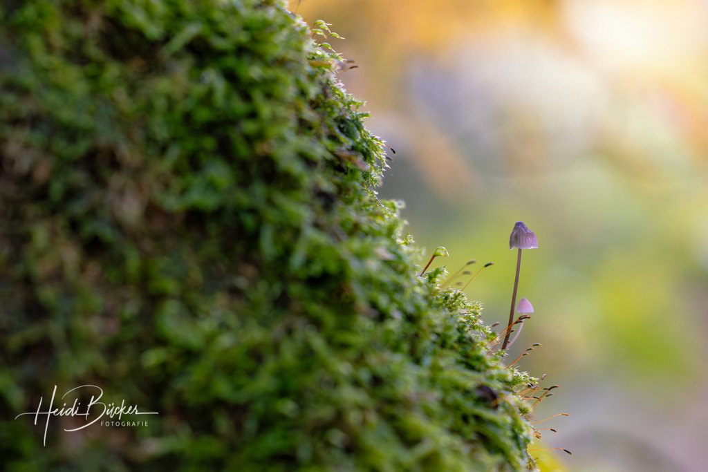 Mini-Pilze an bemoosten Baumstamm | Mini-Pilze an bemoosten Baumstamm - Realisiert mit Pictrs.com