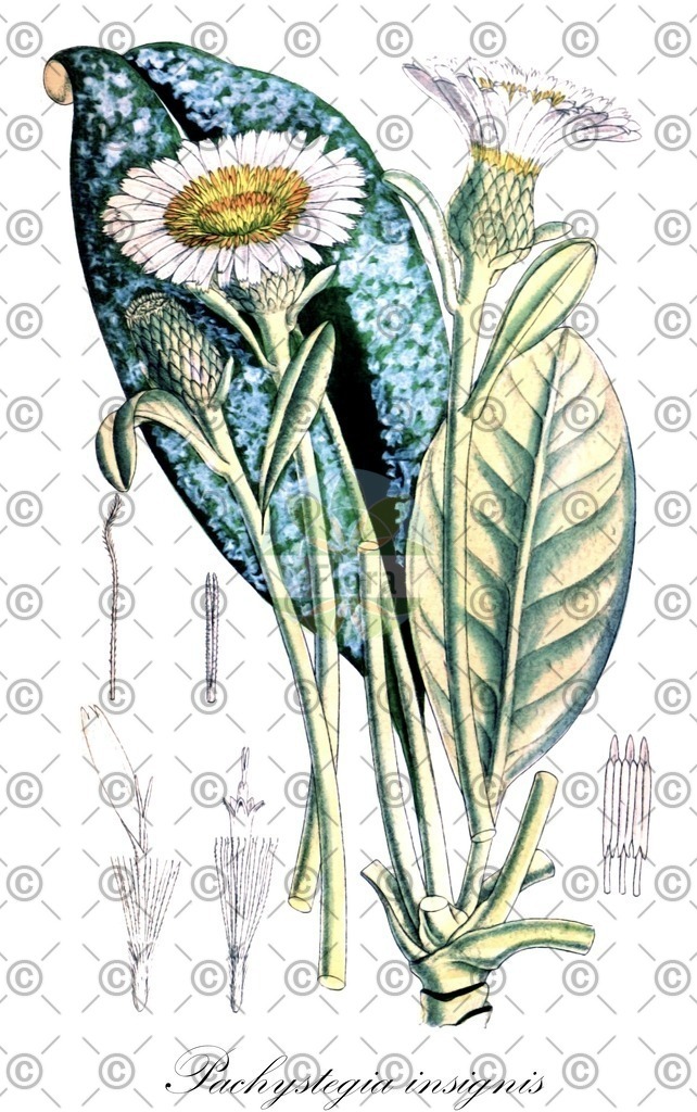 HistAbb_wfo-0000262258_1_ENZY_Simple | Historische Abbildung von Pachystegia insignis - Asteraceae | Historical Illustration of Pachystegia insignis - Asteraceae