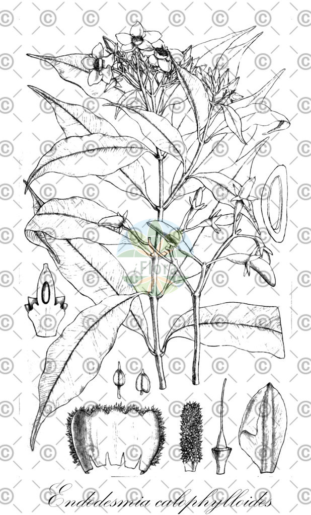 HistAbb_wfo-0000949027_1_ENZY_Simple | Historische Abbildung von Endodesmia calophylloides - Calophyllaceae | Historical Illustration of Endodesmia calophylloides - Calophyllaceae