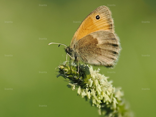 Kleines Wiesenvögelchen (Coenonympha pamphilus) | Inanta - Realisiert mit Pictrs.com