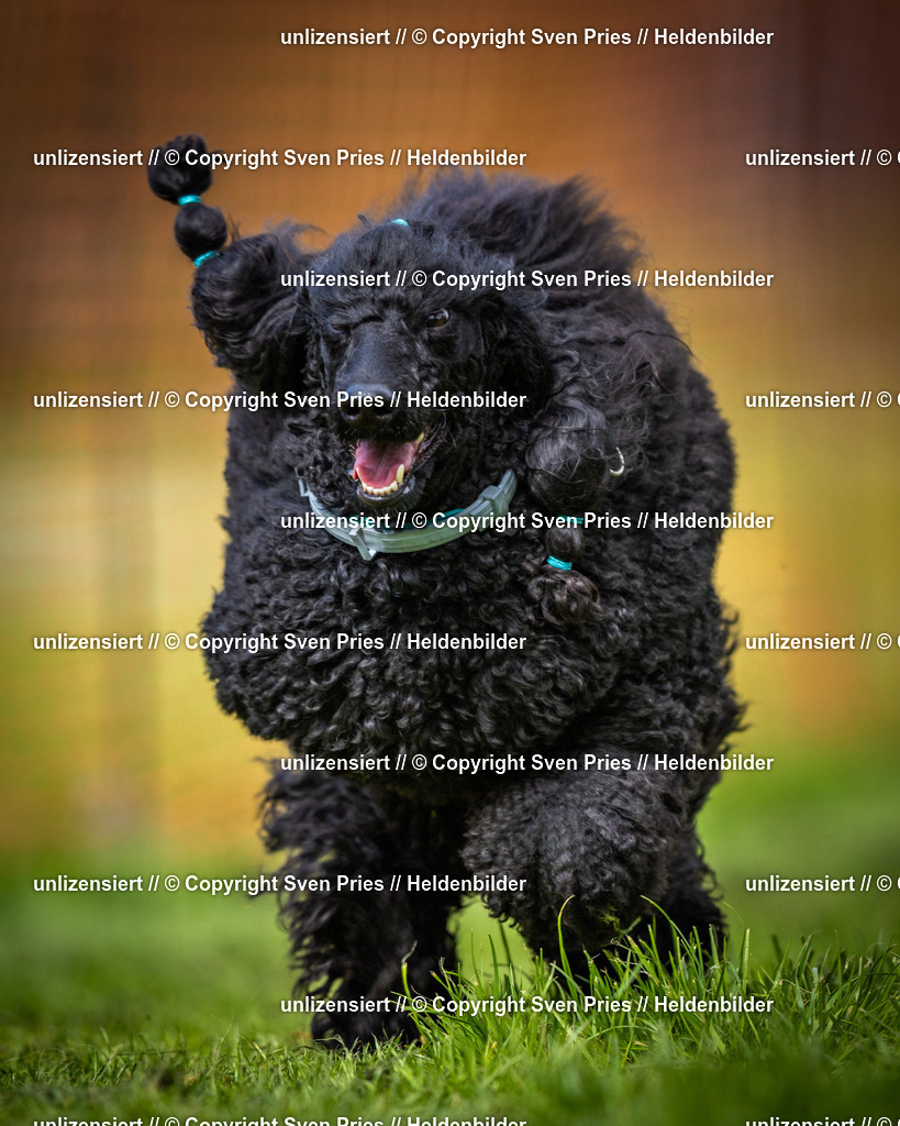 Sven Pries | 2025-04-13 - Hunderennen Baden-Baden - Realisiert mit Pictrs.com