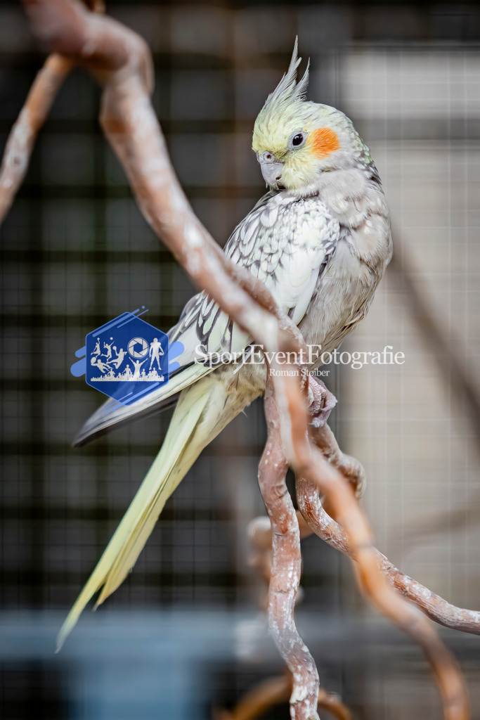 IMG_4111 | SportEventFotografie - Roman Stoiber