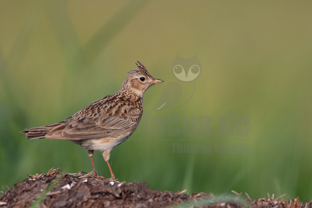 20080517072604 | Die Feldlerche ist eine Vogelart aus der Familie der Lerchen. Diese mittelgroße Lerchenart besiedelt fast die gesamte Paläarktis von Irland und Portugal bis Kamtschatka und Japan. - Realisiert mit Pictrs.com