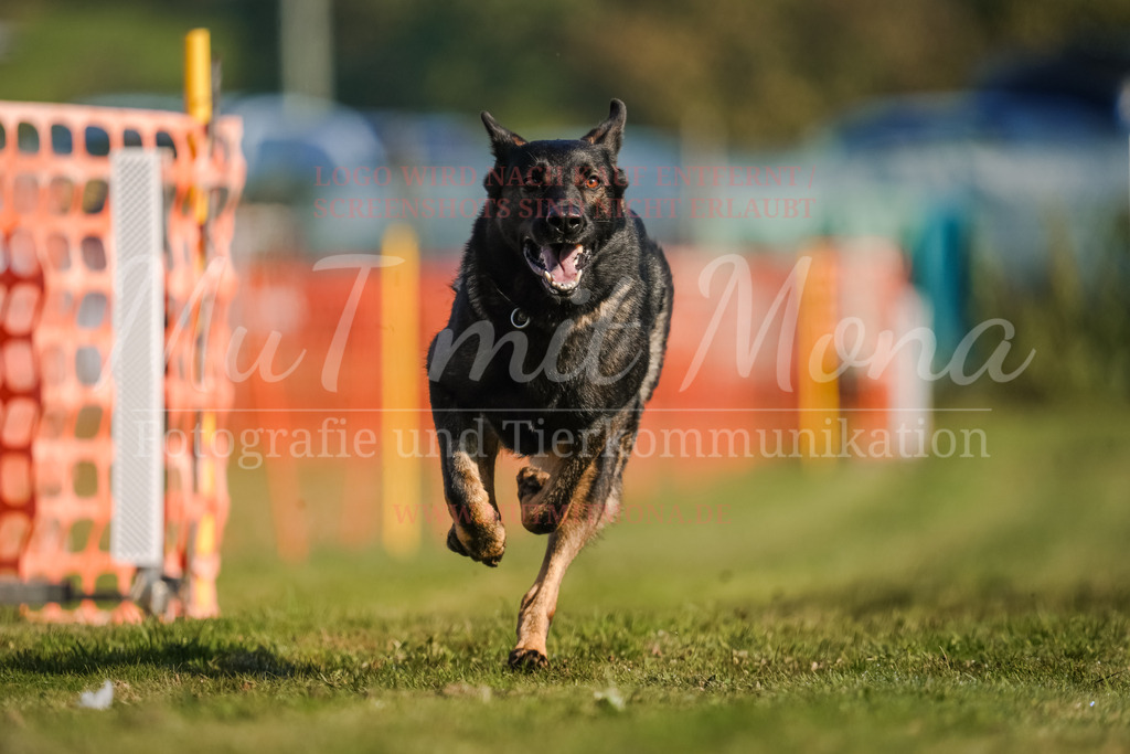20250928_Hunderennen-106 | MuT (Mensch und Tier) mit Mona - Fotografie und Tierkommunikation - Realisiert mit Pictrs.com