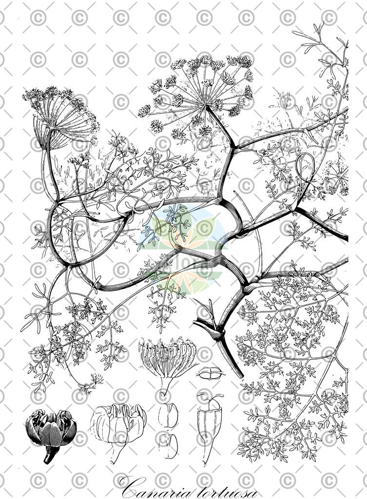 HistAbb_wfo-0000829407_1_ENZY_Simple | Historische Abbildung von Canaria tortuosa - Apiaceae | Historical Illustration of Canaria tortuosa - Apiaceae