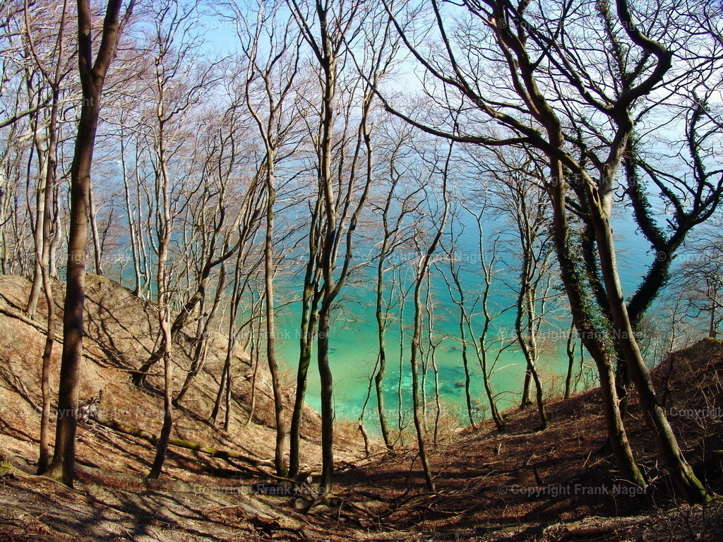 Die Stubnitz - Wald | Die Stubnitzkammer ist eine riesige Waldlandschaft die unter Naturschutz steht. Sie befindet sich auf der Halbinsel Jasmund auf der Insel Rügen. Der Blick zeigt in Richtung Ostsee. - Realisiert mit Pictrs.com