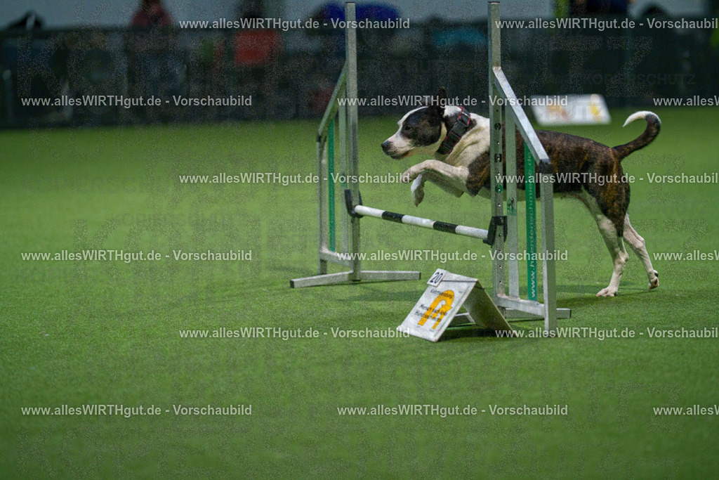 7R509821 | Professionelle Tierfotografie in Mönchengladbach von Daniel Wirth (allesWIRTHgut). Liebevolle & natürliche Bilder von Hunden & Katzen für unvergessliche Erinnerungen.