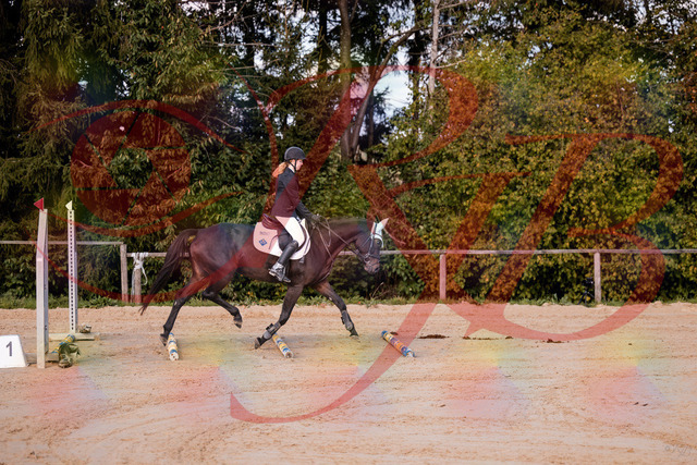 2026_10_03_Siefer-Hof_145846_Z81_40366113 | Professionelle Reitsport-, Turnier- und Eventfotografie von Robert Broda. Galerien mit ausgewählten und bearbeiteten Bildern direkt online ansehen und bestellen.