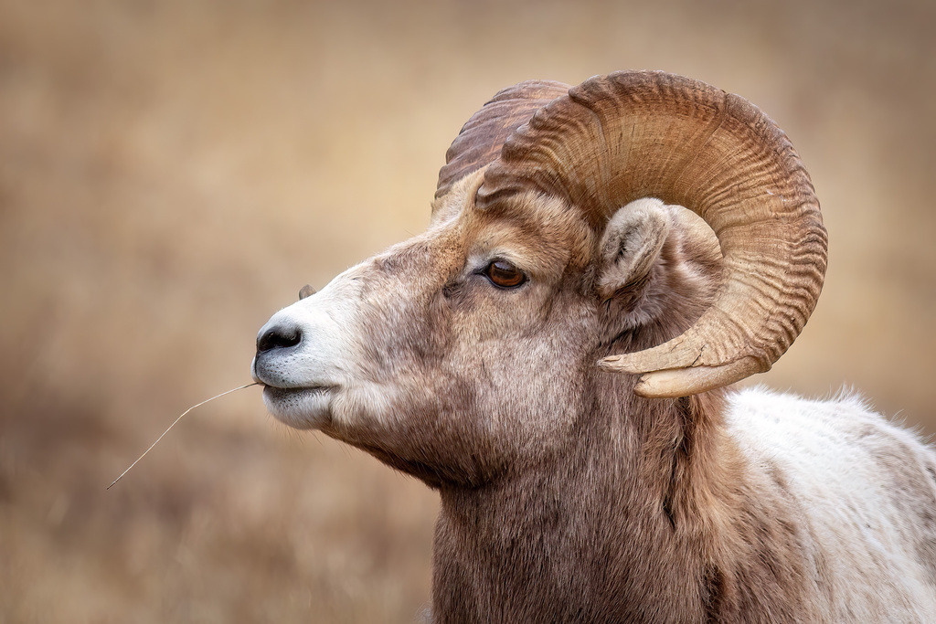 Dickhornschaf | christophschaarschmidt - Realisiert mit Pictrs.com