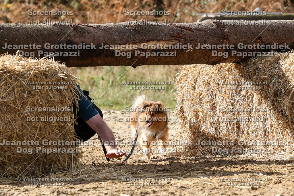 Dog Paparazzi - Strongdog 10-25-5015 | Dog Paparazzi Jeanette Grottendiek Fotografie & Videografie - Realisiert mit Pictrs.com