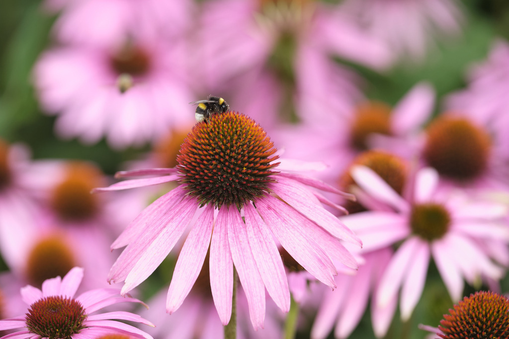 Flora Fauna | BIENE AUF BLUME - Realisiert mit Pictrs.com