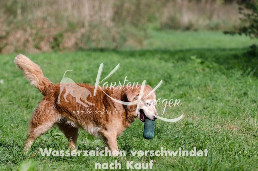 01062a2da4e03aab4214e5177e2eabcff7dbc8b54a | kk-dogfotos