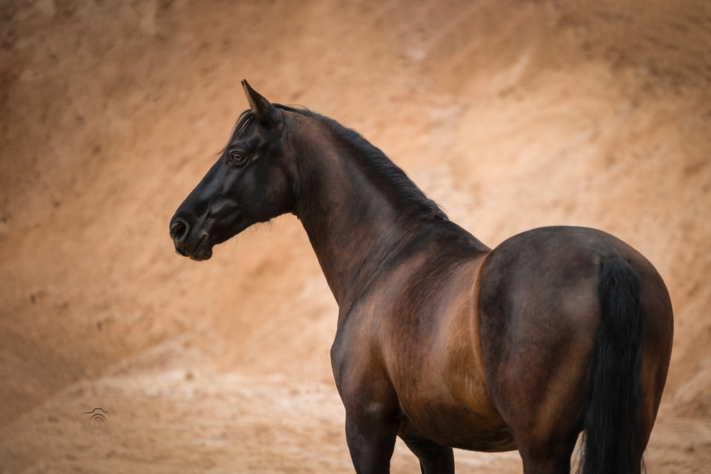 1B1A6371 | Bild entstanden auf dem Portfoliotag bei Sandra Böhling.