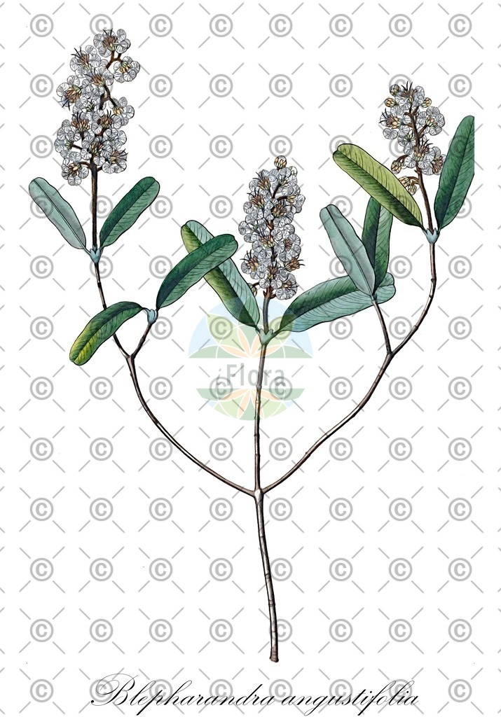 HistAbb_wfo-0000566540_1_ENZY_Simple | Historische Abbildung von Blepharandra angustifolia - Malpighiaceae | Historical Illustration of Blepharandra angustifolia - Malpighiaceae