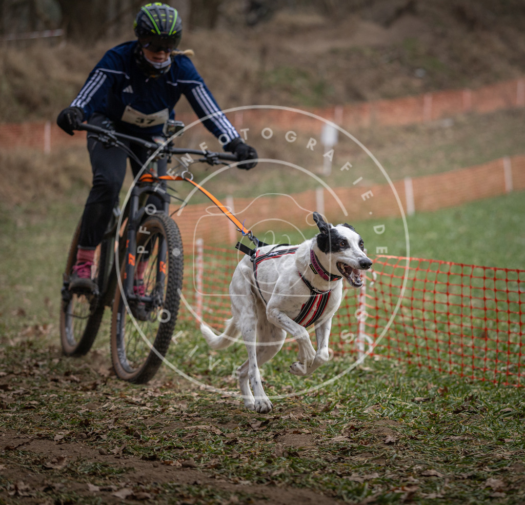 Pfotenfotografie_DV3A9846 | Hundefotografie, Tierfotograf, Pfotenfotografie, Fotoshooting Hund, Hunde Portrait, Hundesport, Hundeportraits, Heideshooting, Hunde, Sportfotograf, Hundefotograf, Turnierhundsport, THS,  - Realisiert mit Pictrs.com