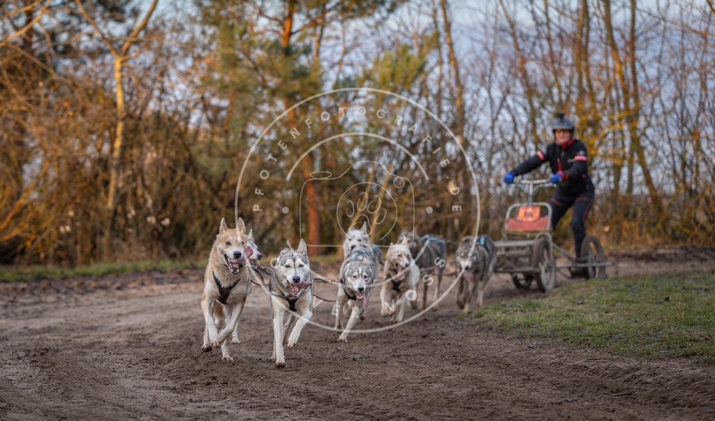 Pfotenfotografie_DV3A5922 | Hundefotografie, Tierfotograf, Pfotenfotografie, Fotoshooting Hund, Hunde Portrait, Hundesport, Hundeportraits, Heideshooting, Hunde, Sportfotograf, Hundefotograf, Turnierhundsport, THS,  - Realisiert mit Pictrs.com