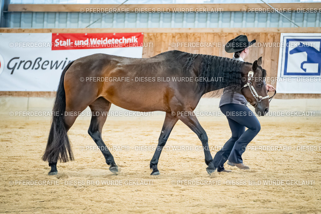 DSC09866 | Pferdegrafie