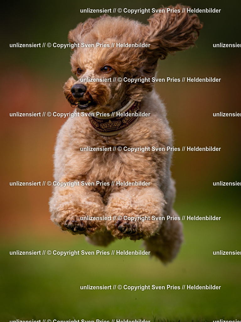 Sven Pries | 2024-09-22 - Hunderennen Baden-BadenPudelverein - Realisiert mit Pictrs.com