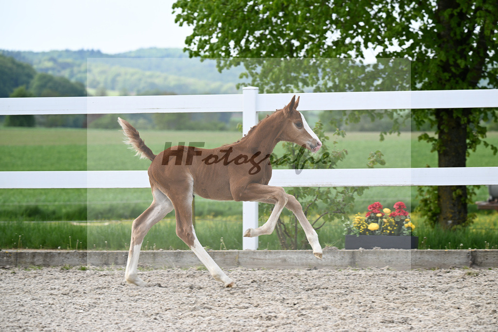 Va Bene x Royal Classic_HF_Wanner_8250045 | hf-fotografie - Realisiert mit Pictrs.com