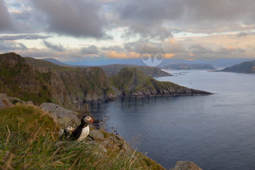 R5NF0350-20230721 | Der Papageitaucher – auch Papageientaucher oder Puffin genannt – ist eine Vogelart aus der Familie der Alkenvögel. Die Art brütet in Erdhöhlen an und auf Klippen oder an deren Fuß im Nordatlantik sowie im westlichen Nordpolarmeer. - Realisiert mit Pictrs.com