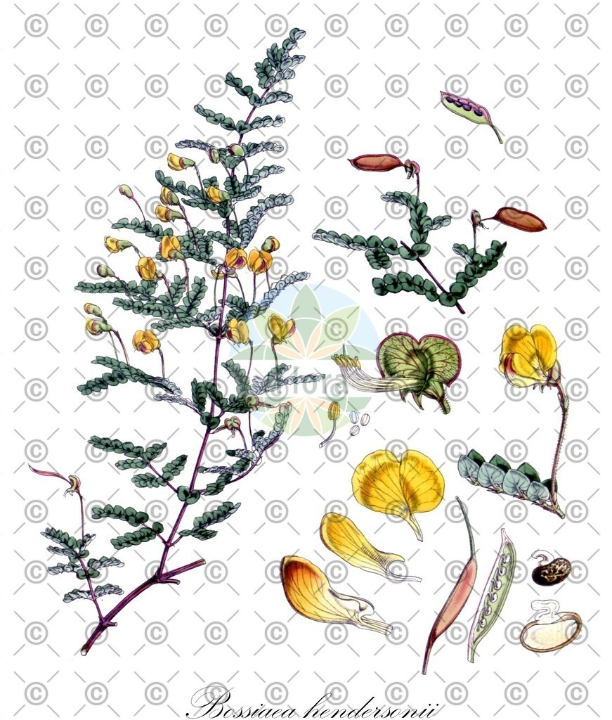 HistAbb_wfo-0000188219_1_ENZY_Simple | Historische Abbildung von Bossiaea hendersonii - Fabaceae | Historical Illustration of Bossiaea hendersonii - Fabaceae