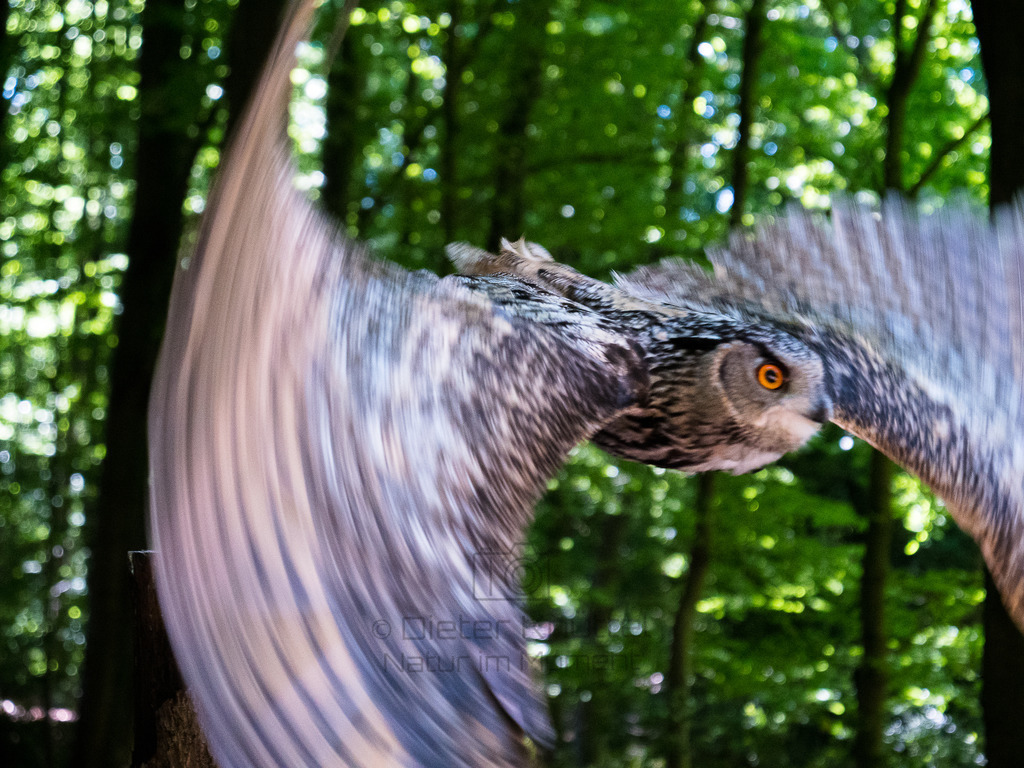 P1000512-LR | Natur im Moment - Realisiert mit Pictrs.com