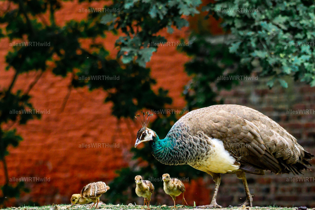Daniel Wirth - www.allesWIRTHwild.de -DSC03099 | Entdecke die faszinierende Welt der Natur- und Wildlife-Fotografie von Daniel und Bärbel. Inspirierende Bilder von wilden Tieren und kleinen Naturwundern.