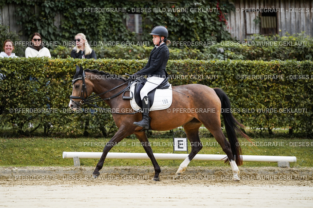 DSC04637 | Pferdegrafie