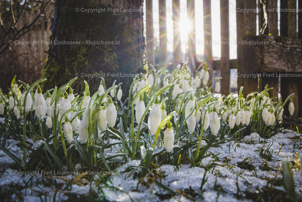 Schneegloeckchen 2019-2594 | Fotos und Fotoprodukte - Realisiert mit Pictrs.com