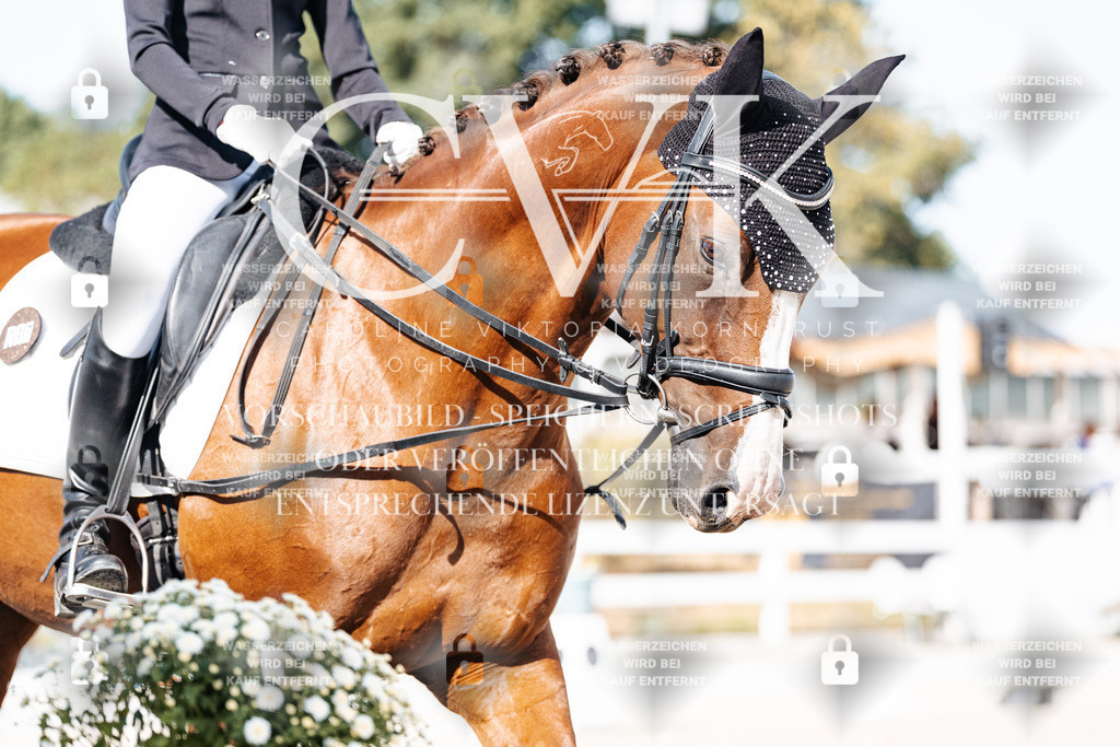 CK905626 | Turnierfotografie Pferdefotografie Trier Rheinland-Pfalz Pferdesport Reitsport Tierfotografie Sportfotografie Pferdevideo Pferdevideografie Equestrianvideography equestrianphotography  - Realisiert mit Pictrs.com