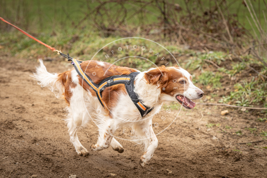 DV3A2548 | Hundefotografie, Tierfotograf, Pfotenfotografie, Fotoshooting Hund, Hunde Portrait, Hundesport, Hundeportraits, Heideshooting, Hunde, Sportfotograf, Hundefotograf, Turnierhundsport, THS,  - Realisiert mit Pictrs.com