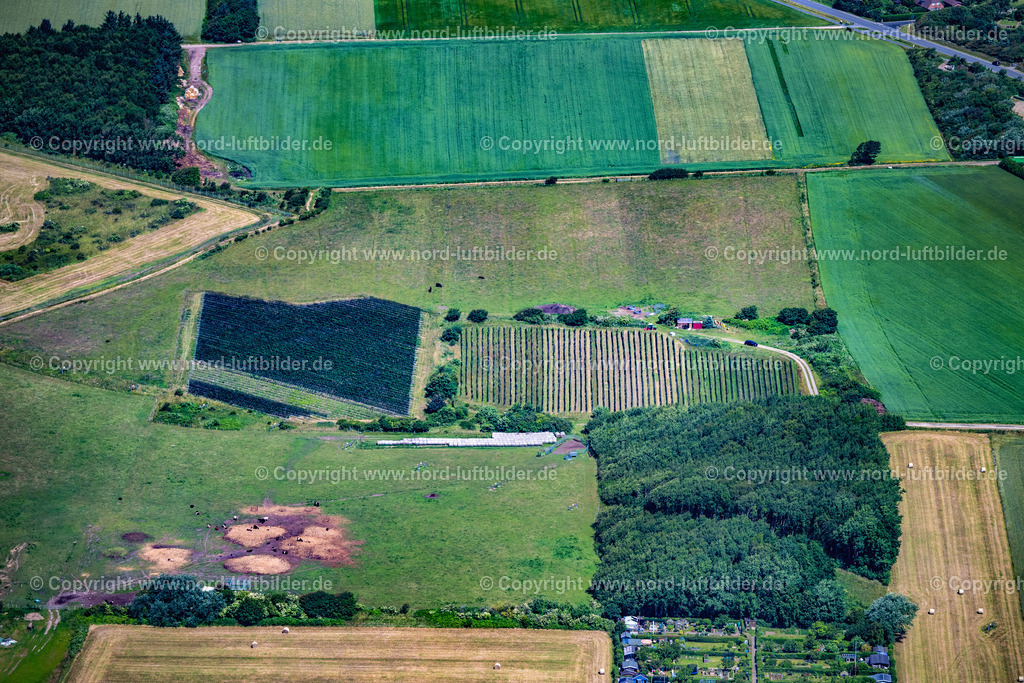 Sylt_Keitum_Sölviin_Sylter_Weinberg_ELS_0274210625 | SYLT 13.08.2025 Nörtlichstes Weinanbaugebiet " Sölviin " Keitum mit der Sorte Solaris auf der Insel Sylt im Bundesland Schleswig-Holstein, Deutschland. // Northernmost wine-growing region " Soelviin " Keitum with the variety Solaris on the island of Sylt in the federal state of Schleswig-Holstein, Germany. Foto: Martin Elsen