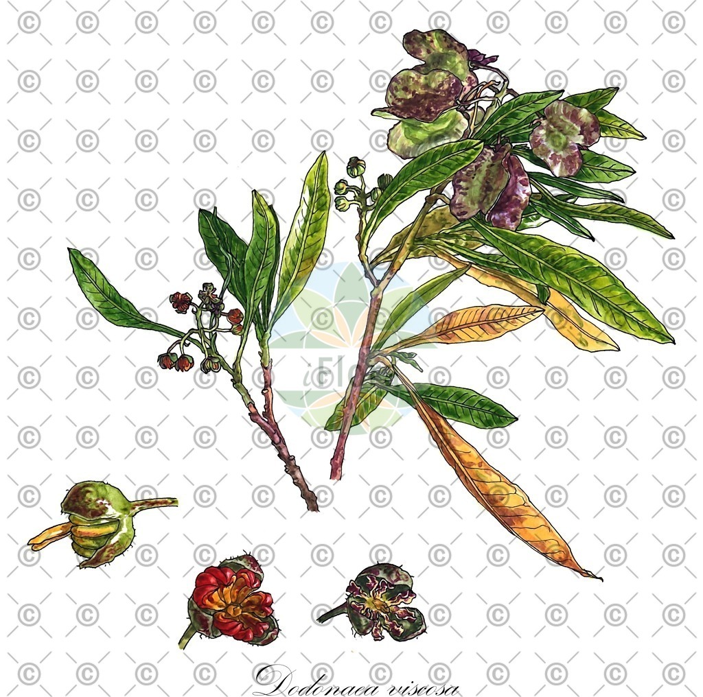 HistAbb_wfo-0000121365_1_ENZY_Simple | Historische Abbildung von Dodonaea viscosa - Sapindaceae | Historical Illustration of Dodonaea viscosa - Sapindaceae