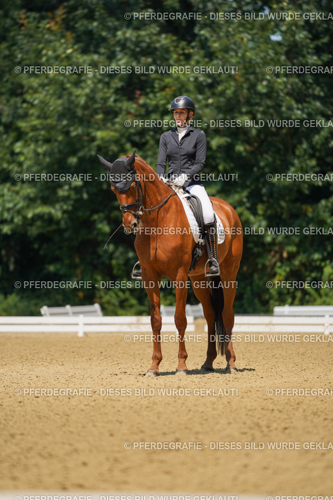 DSC05106 | Pferdegrafie
