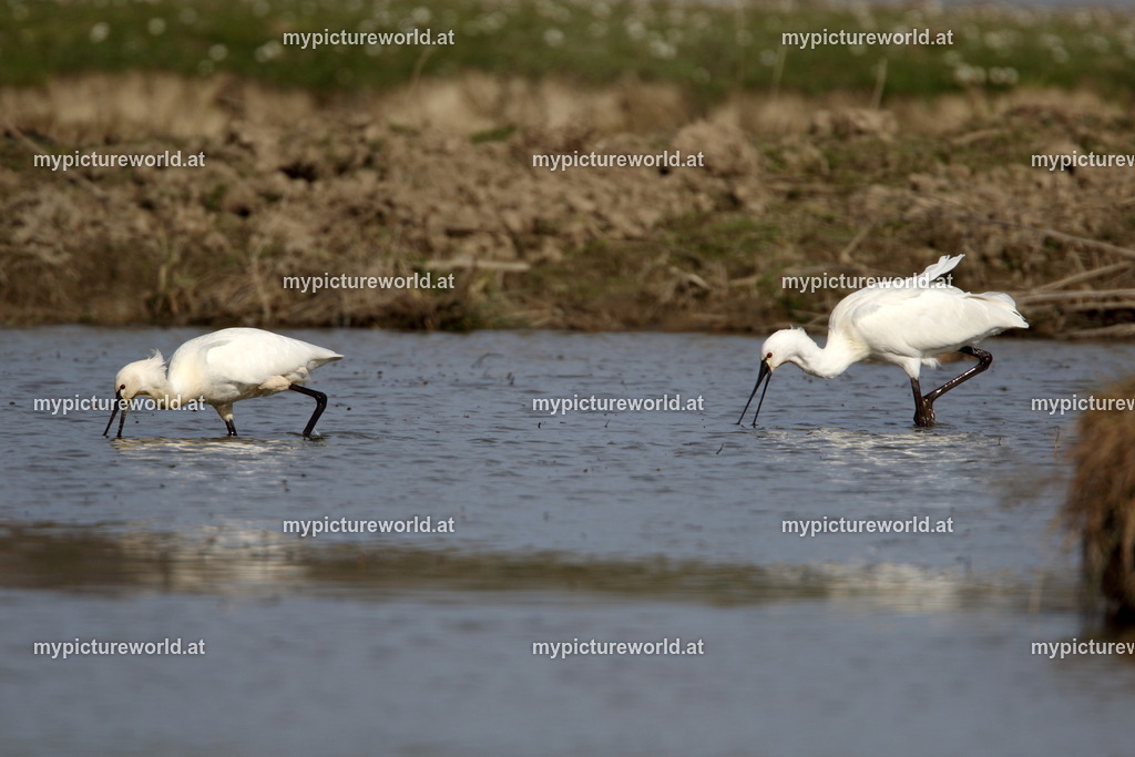 Löffler-049 | Das Bilderarchiv über Tiere, Planzen und Landschaften. In der Bilddatenbank finden Sie ein große Auswahl an hochwertigen Bilder für Ihre Werbung - Realized with Pictrs.com