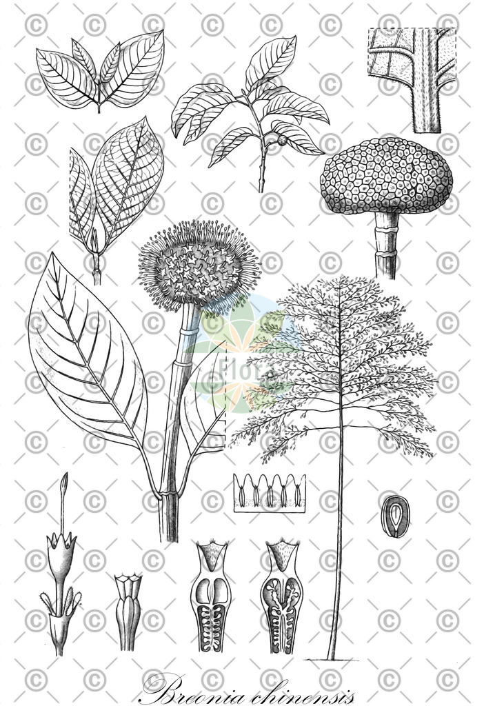 HistAbb_wfo-0000410969_1_ENZY_Simple | Historische Abbildung von Breonia chinensis - Rubiaceae | Historical Illustration of Breonia chinensis - Rubiaceae