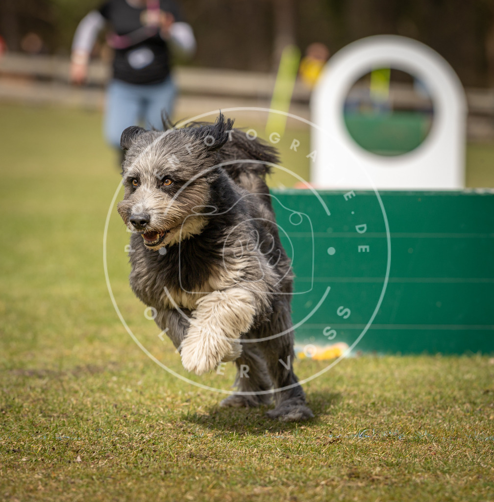 Pfotenfotografie_DV3A8463 | Hundefotografie, Tierfotograf, Pfotenfotografie, Fotoshooting Hund, Hunde Portrait, Hundesport, Hundeportraits, Heideshooting, Hunde, Sportfotograf, Hundefotograf, Turnierhundsport, THS,  - Realisiert mit Pictrs.com