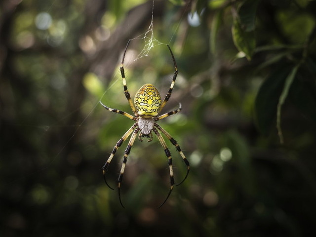 Spinne im Netz | Wandbilder, Landschaftsbilder, Wandschmuck, Foto-Tassen, Foto Abzüge, Geschenkartikel, eigene Fotos auf Produkte bringen, Foto-Magnete, Motive von Wandschmuck4you auf Produkte bringen, Lizenzen für Bilder kaufen