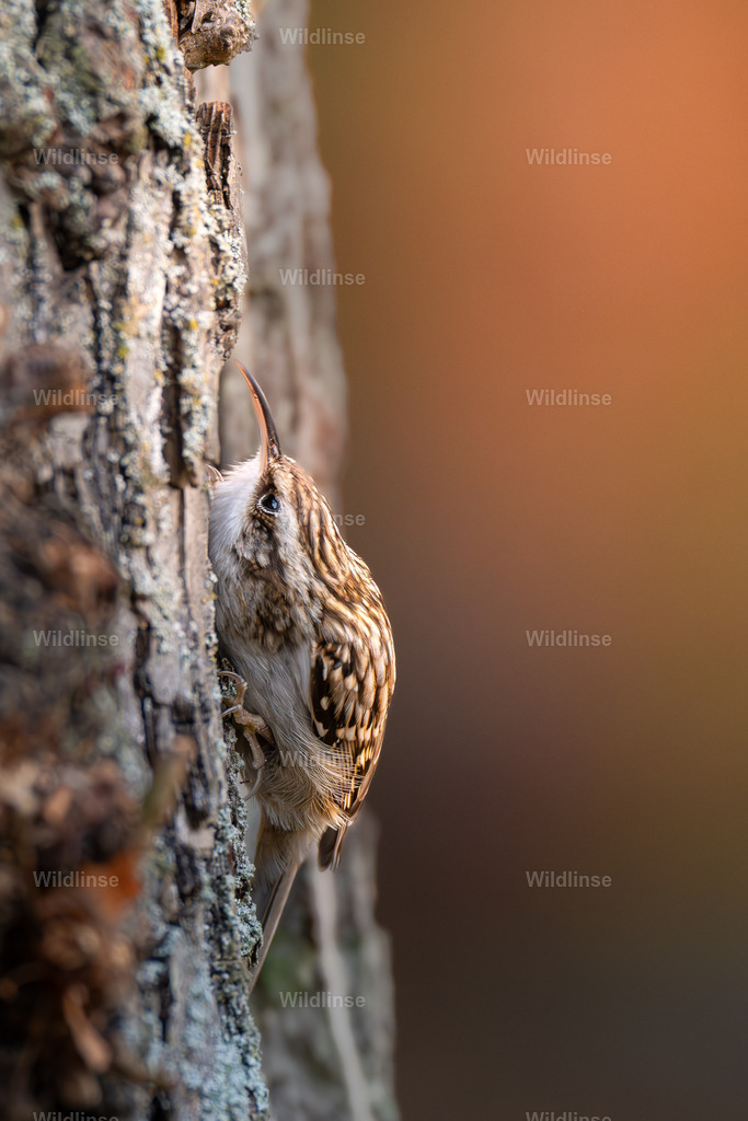 Wildlinse-251113-1 | Willkommen bei Wildlinse. Wildtierfotografien aus Schleswig-Holstein: Entdecke einzigartige Fine-Art-Prints und Poster, die Ruhe, Wildnis und die Schönheit unserer heimischen Tierwelt in dein Zuhause bringen. - Realisiert mit Pictrs.com