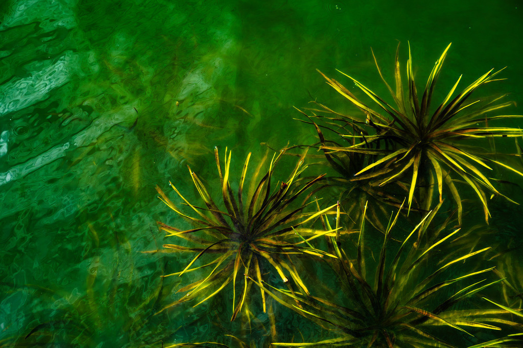 2025_09_20_SH-HEMMELSDORFER SEE+SCHARBEUTZ_MCP2738 | Hochwertig gedruckte Fotografien für die Wand, als Kalender und zum Verschenken. Hamburg & Norddeutschland und überall wo ich mit der Kamera unterwegs war.