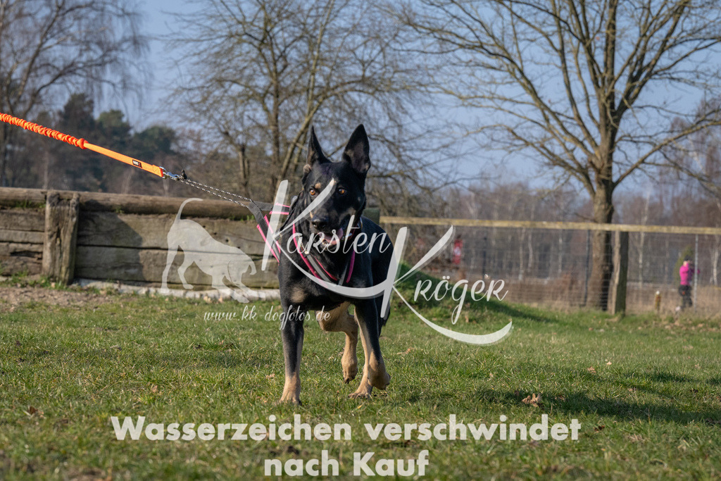 _ZZ93824 | kk-dogfotos