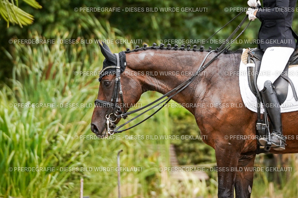 DSC04724 | Pferdegrafie