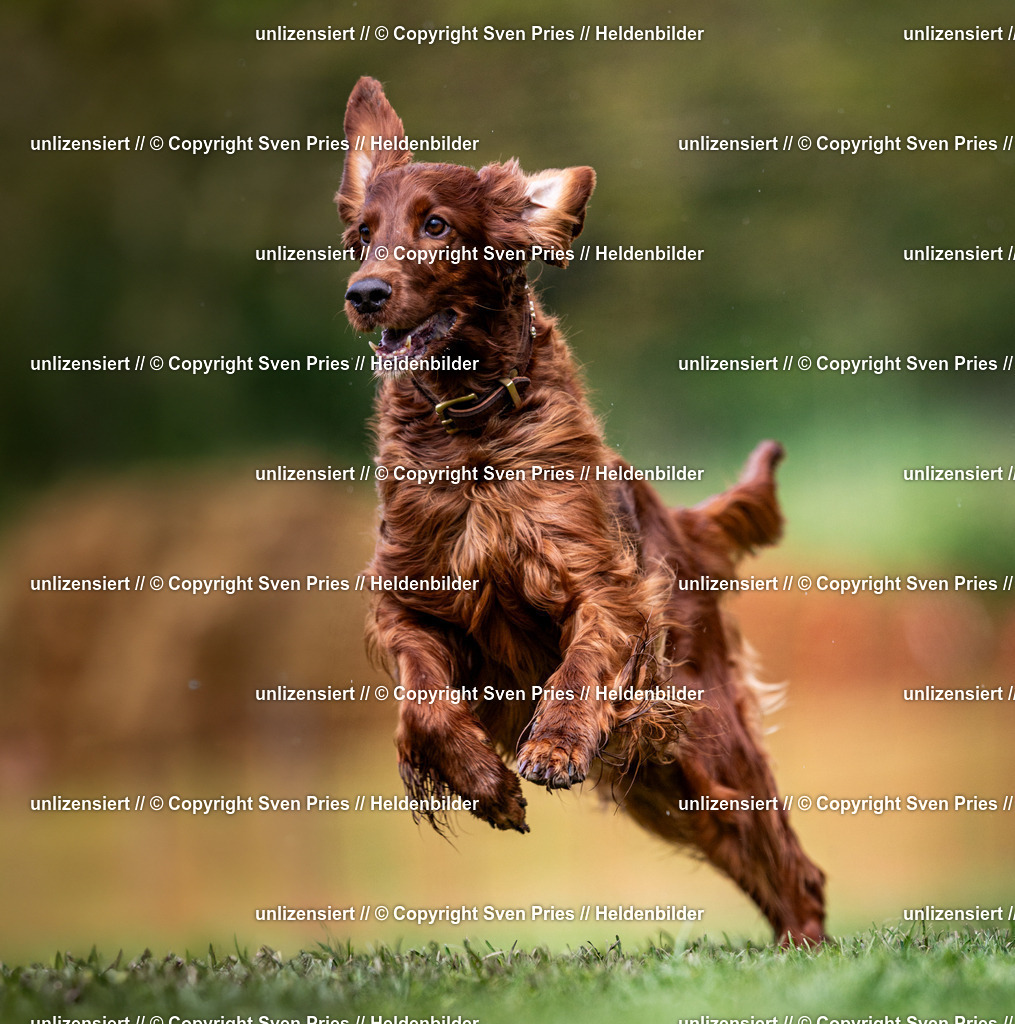 Sven Pries | 2024-04-21 - Hunderennen Baden-Oos
Foto: Sven Pries - Realisiert mit Pictrs.com