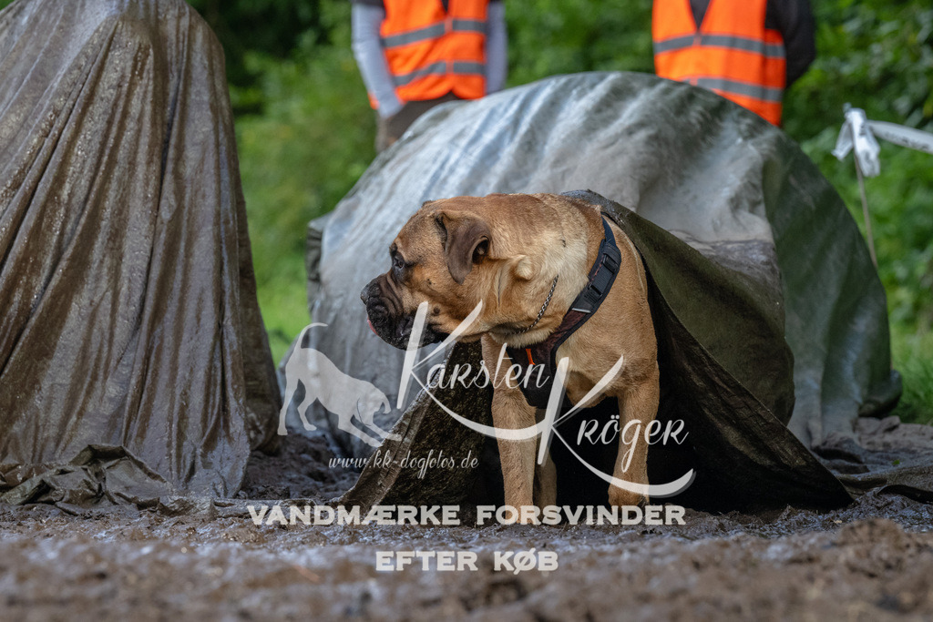 1713_ZZ91445 | kk-dogfotos