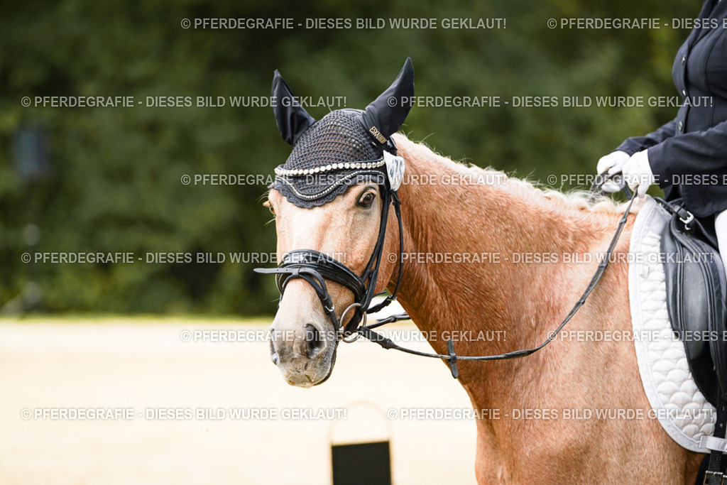 DSC03337 | Pferdegrafie