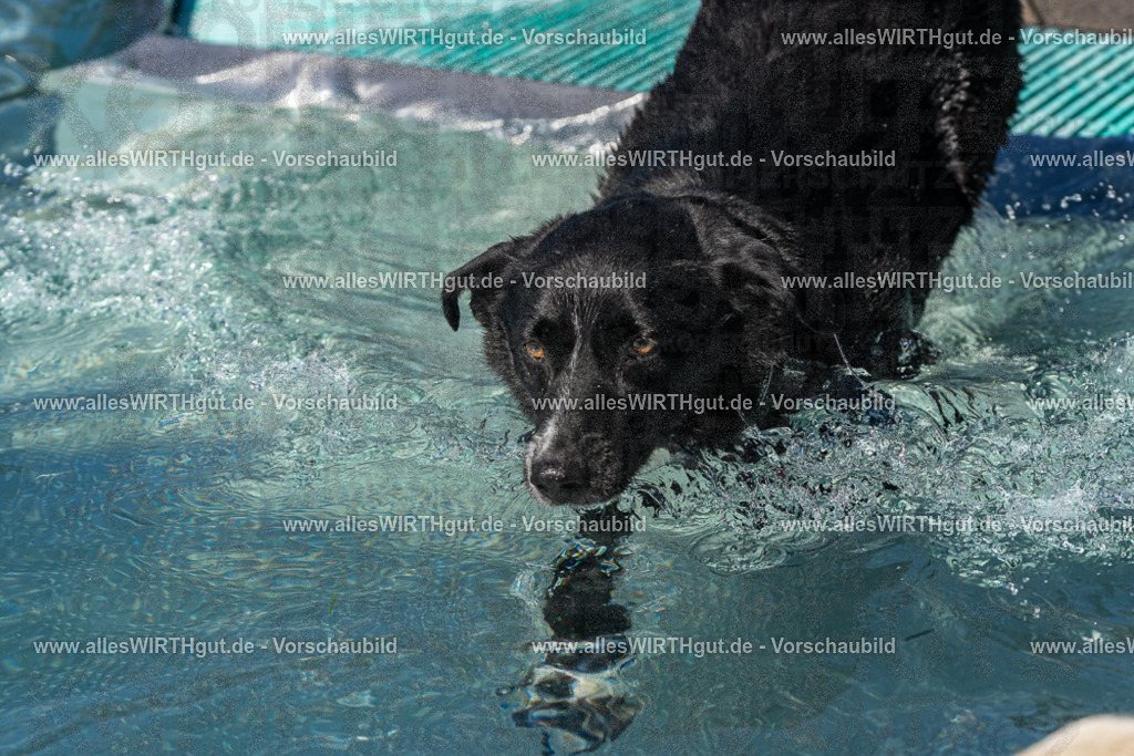 Hundeschwimmen_Volksbad_2026-allesWIRTHgut_Tierfotografie-2609061245-FAY06549 | Professionelle Tierfotografie in Mönchengladbach von Daniel Wirth (allesWIRTHgut). Liebevolle & natürliche Bilder von Hunden & Katzen für unvergessliche Erinnerungen.