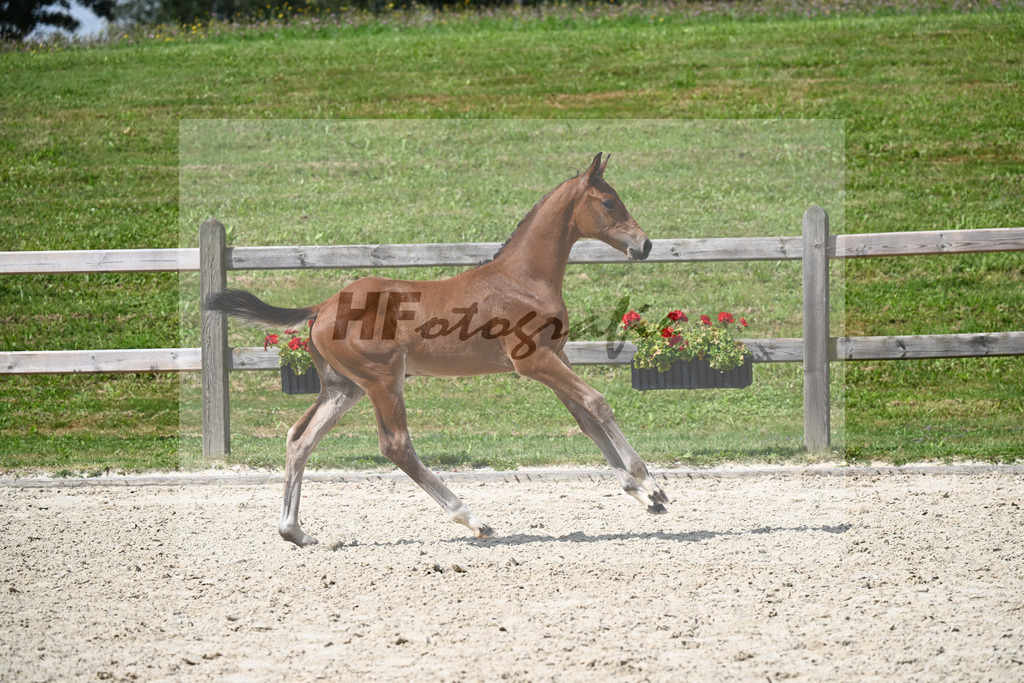 Elvis ter Putte x Toulon_HF_Peter_29240370 | hf-fotografie - Realisiert mit Pictrs.com