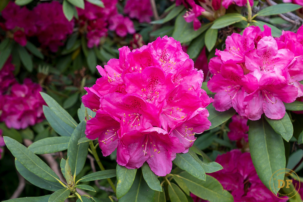 20250511-_1DS0520 | Geschenke, Wandbilder und Accessoires mit Motiven aus Dresden und anderen schönen Orten zur Verschönerung Deines zu Hauses und zum verschenken gewünscht? Wähle Deine Lieblingsbild auf dem Produkt Deiner Wahl. 